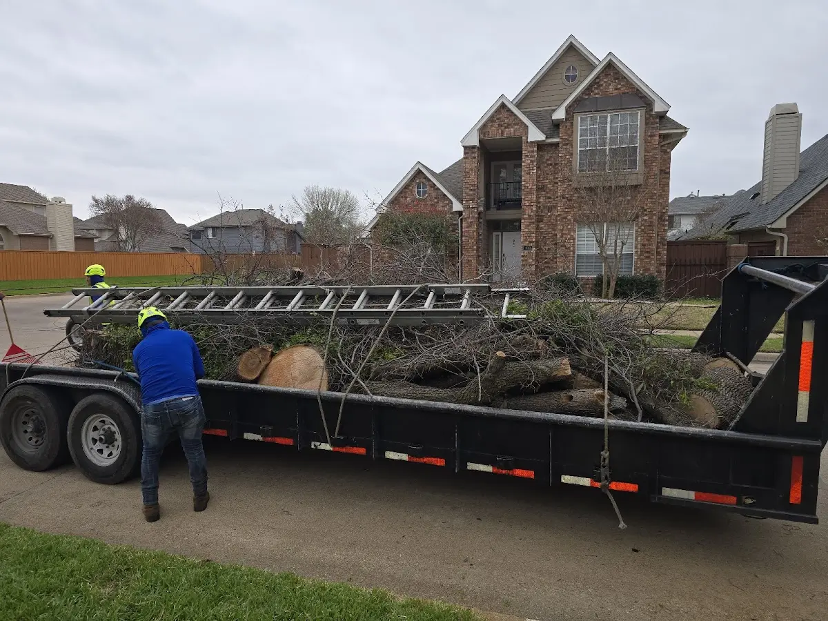 Expert Tree Pest Control with proper safety equipment in Alplaus